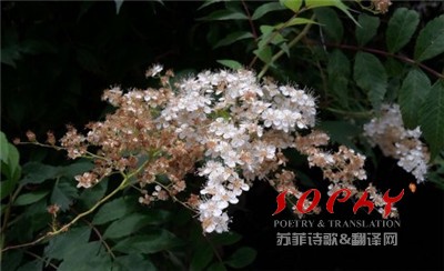 国际诗歌资讯 阳光,绽放在生命的空隙中 泰国女诗人梦凌/摄影采写