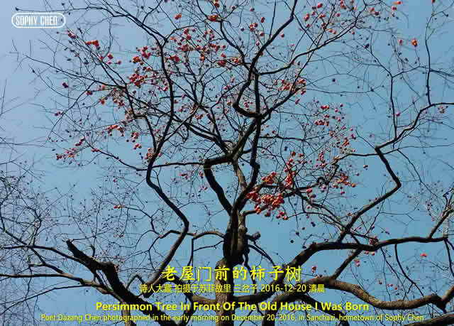苏菲：老屋门前的柿子树