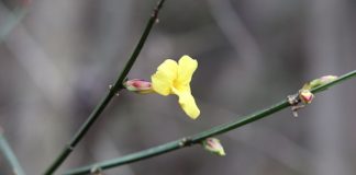 Winter_Jasmine