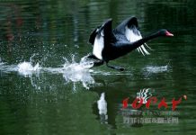 Sophy Chen Original English Poetry: The Black Swan