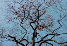 Sophy Chen’s Original C-E Poetry: Persimmon Tree In Front Of The Old House I Was Born (Poems In Winter, Sophy Chen’s Hometown Poetry Series)