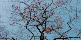 Sophy Chen’s Original C-E Poetry: Persimmon Tree In Front Of The Old House I Was Born (Poems In Winter, Sophy Chen’s Hometown Poetry Series)